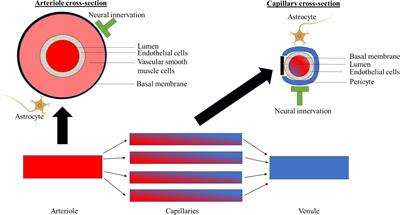 Neurovascular coupling unit dysfunction and dementia: Retinal measurements as tools to move towards population-based evidence